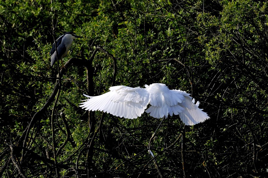 il Lato B delle STAR